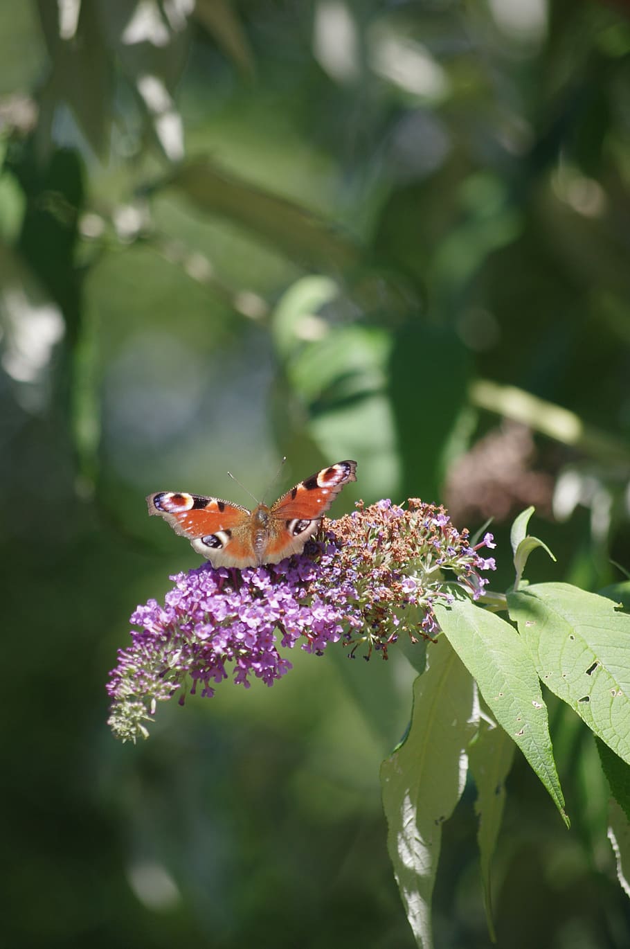 butterfly, peacock, insects, nature, butterfly - Insect, animal HD wallpaper