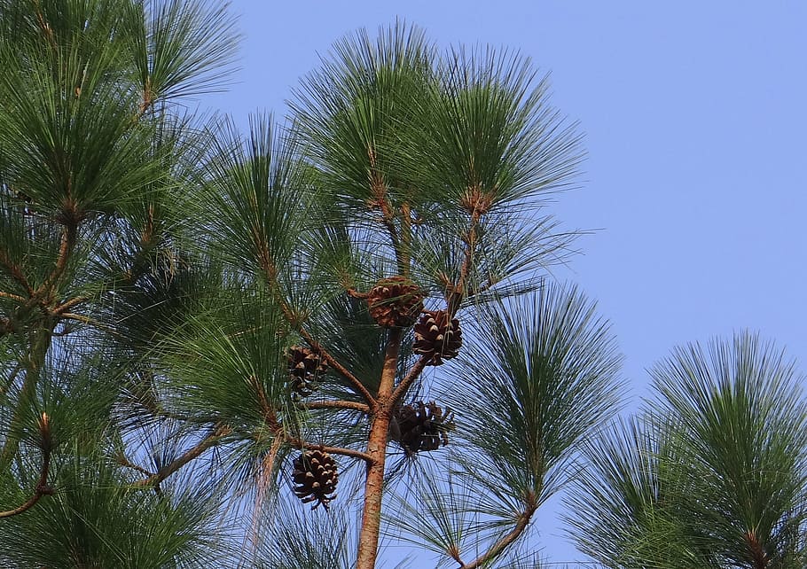 himalayan blue pine, cone, himalayan pine, bhutan pine, pinus wallichiana HD wallpaper