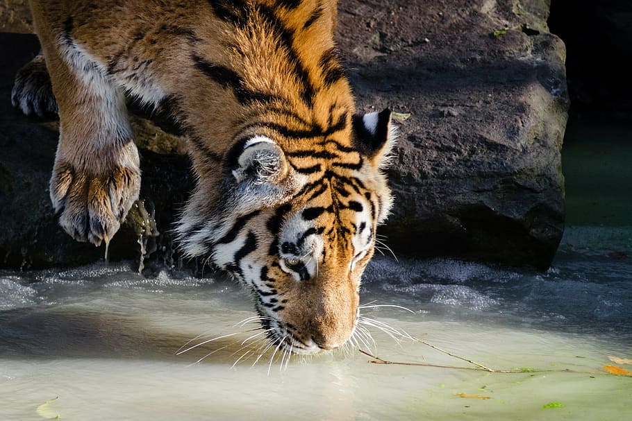 adult tiger drinking water, pool, feline, wildlife, nature, zoo