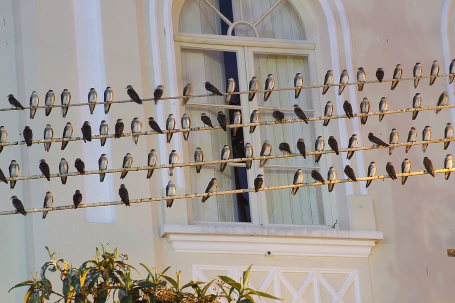 Swallows, Birds, Wire, window, indoors, no people, day, close-up HD wallpaper