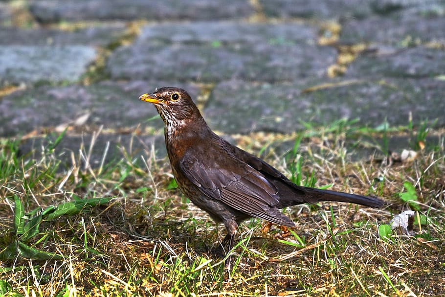 black bird on field, common blackbird, animal, wildlife, male, HD wallpaper