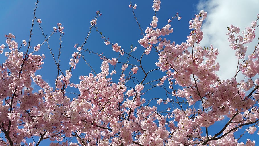 flowers, sky, nature, blue, tree, cloud, yellow flower, spring HD wallpaper