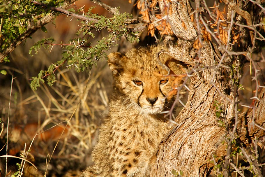 brown tiger beside tree trunk during daytime, leopard, spots HD wallpaper