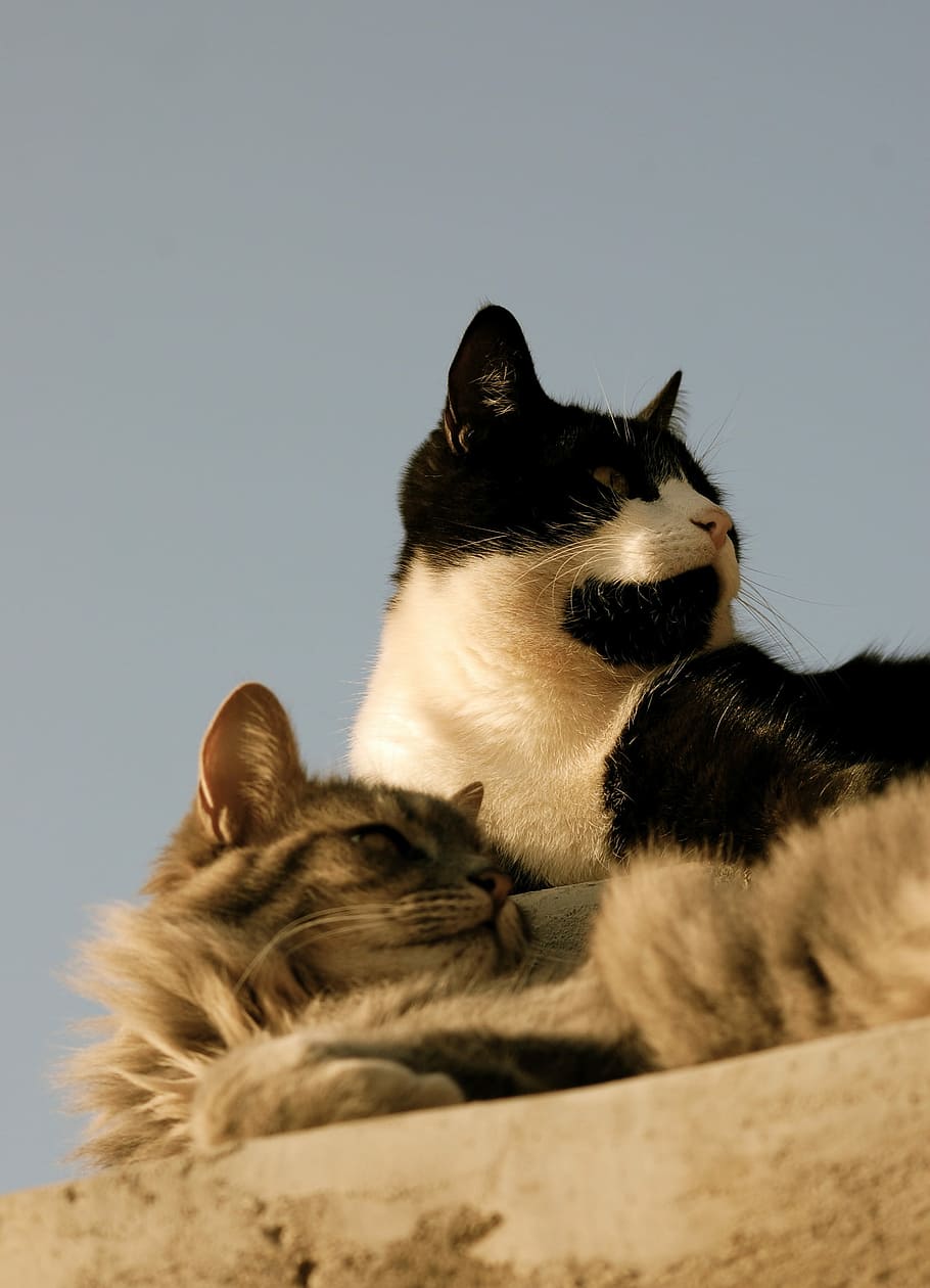 Cats, Pet, Close-Up, pets, domestic animals, domestic cat, animal themes HD wallpaper