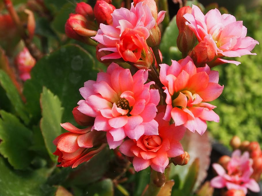 flower, pink orange, flowering plant, vulnerability, fragility HD wallpaper