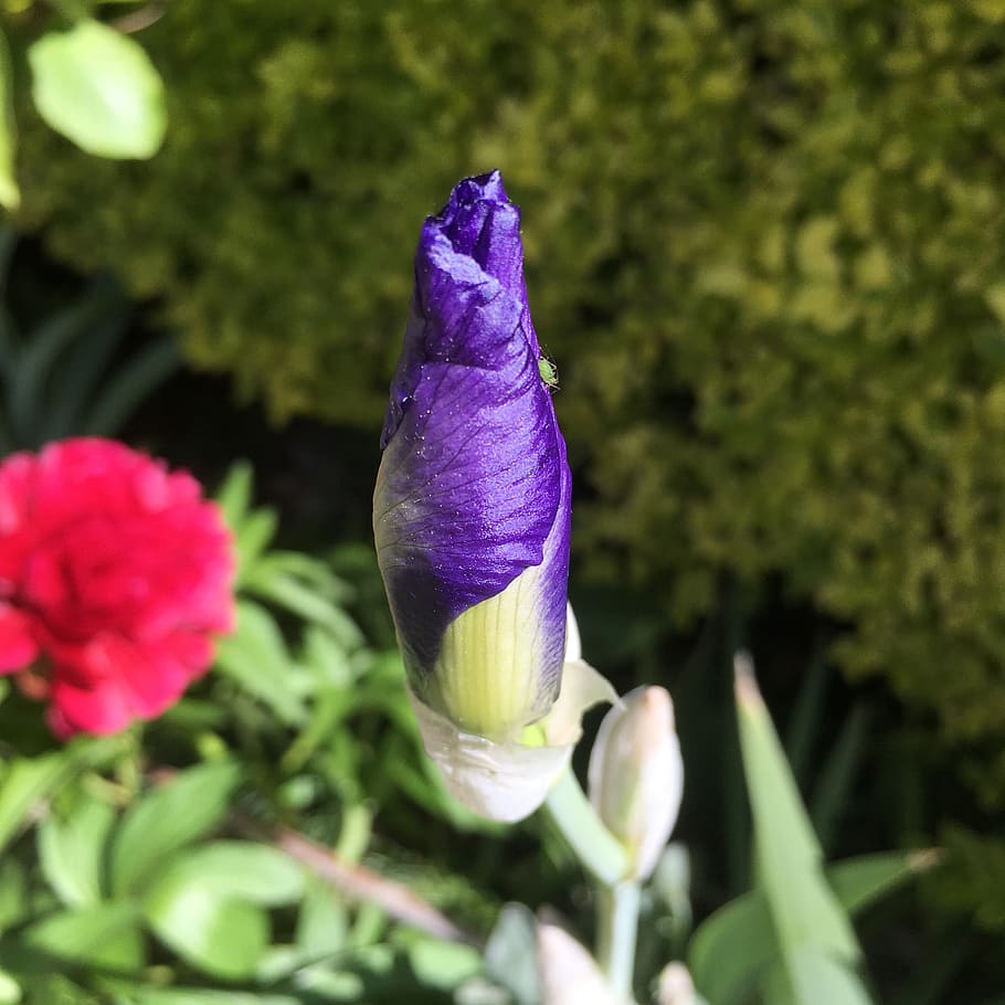iris, gladioli, spring, summer, bloom, blossom, flower blossom