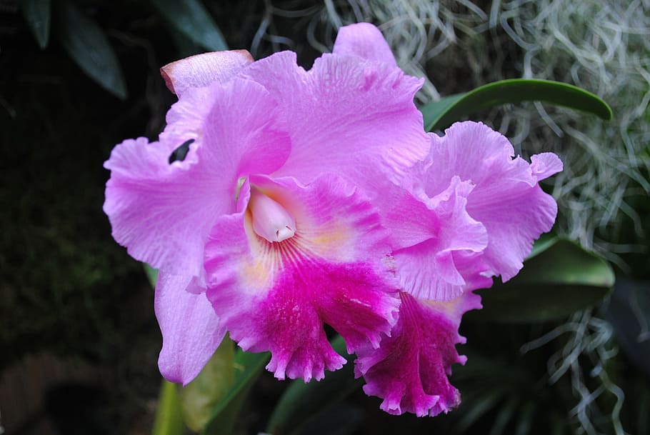 flower, iris, blossom, blooming, plant, spring, summer, petals HD wallpaper