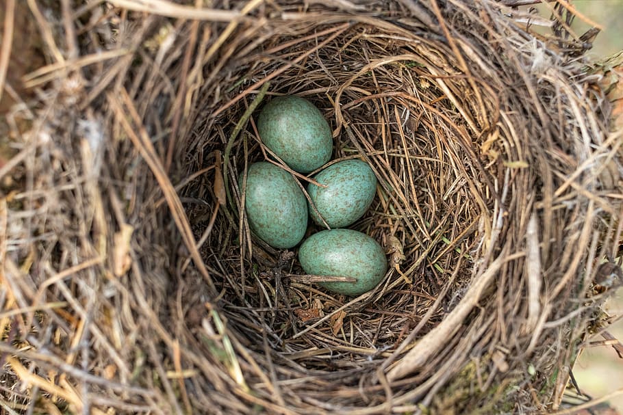 jack, masonry, eggs, bird, nature, animal nest, new life, beginnings HD wallpaper