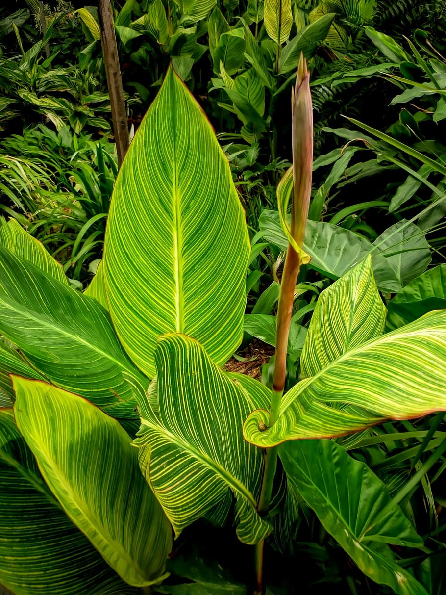 leaf, flora, nature, growth, garden, green color, plant, plant part HD wallpaper