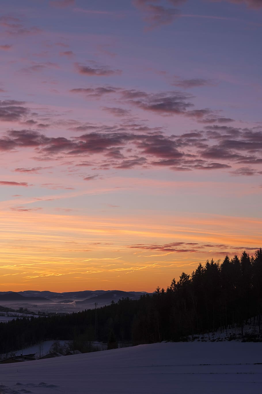 silhouette of pine trees during golden hour, silhouette of trees under cloudy sky HD wallpaper