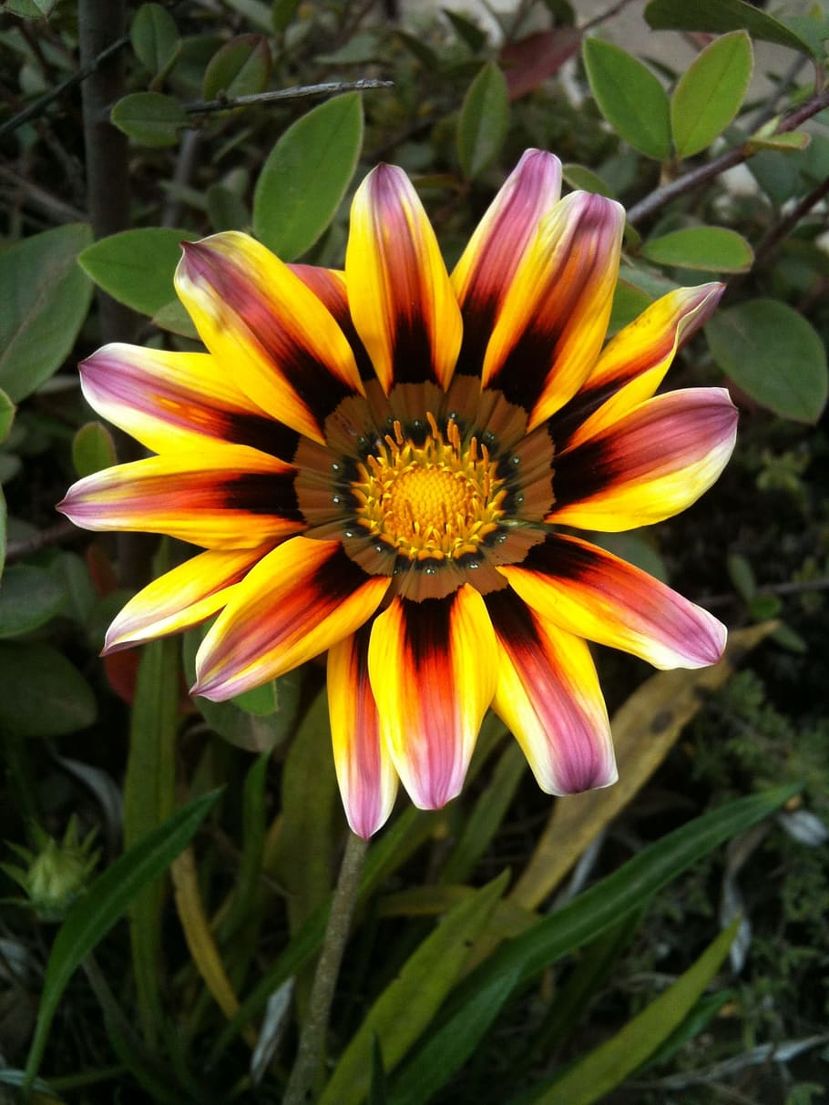 Flower, Nature, Garden, Wild, green, plants, flowers, orange HD wallpaper