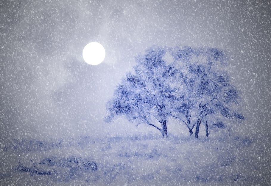 blue and black tree painting, two trees, night time, wintry HD wallpaper