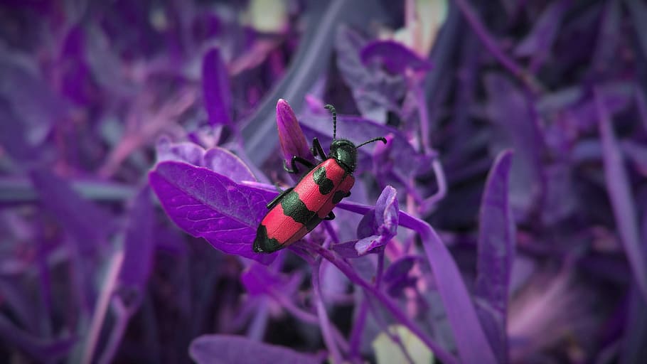 red and black bug on purple leaf plant, red and black beetle perching on purple flower at daytime HD wallpaper