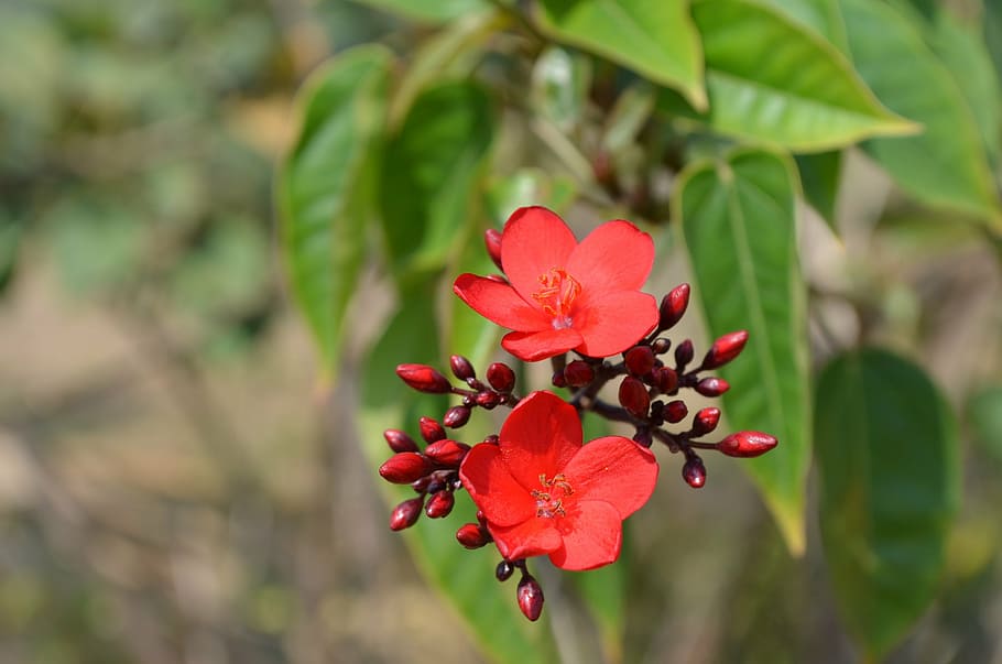 flowers, red, bud, plant, beauty in nature, freshness, growth HD wallpaper