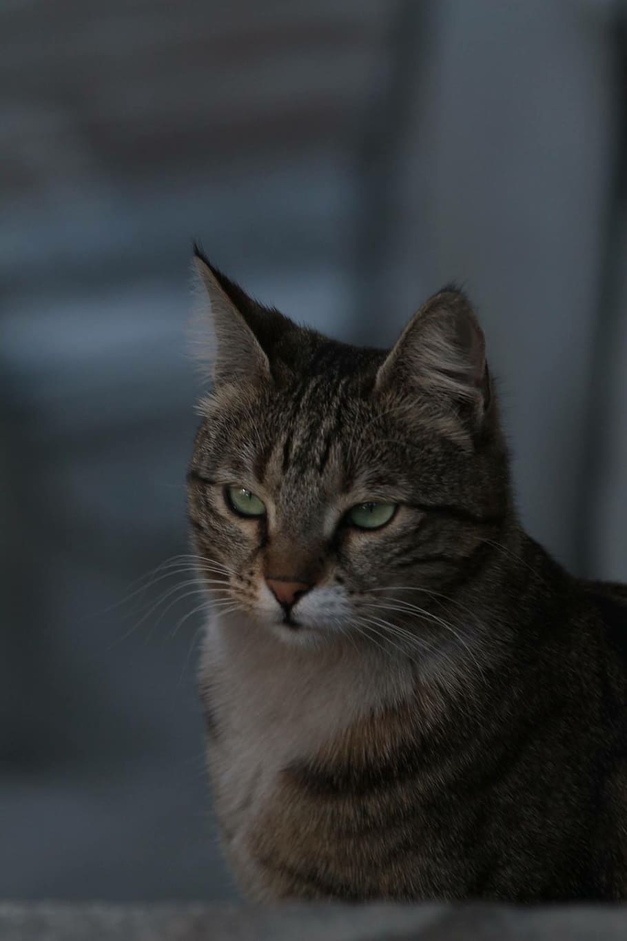 Cat, Tabby, domestic cat, one animal, pets, domestic animals HD wallpaper