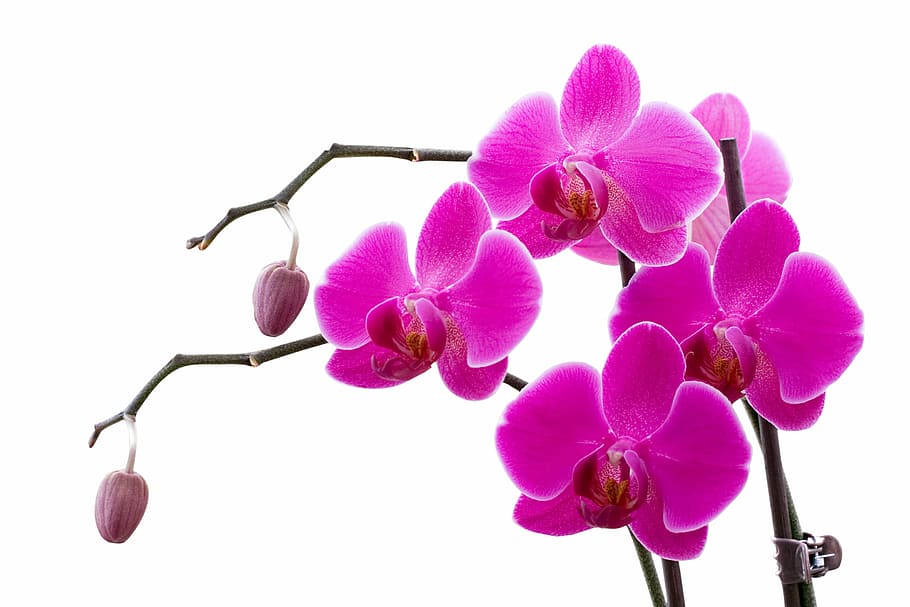 pink orchid flowers on brown wooden stem, sprig, moth Orchid, HD wallpaper