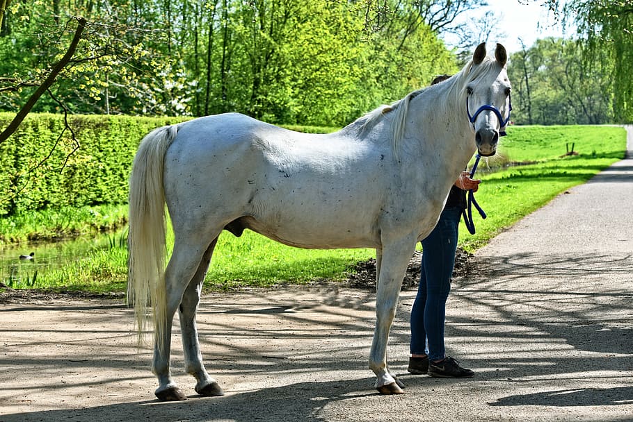 person standing near white horse on gray concrete pavement near green grass