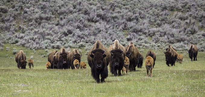 herd of buffaloes, bison, frontal, walking, american, animal HD wallpaper