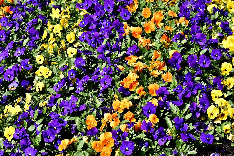purple, orange, and yellow petaled flowers, pansy, spring, close HD wallpaper