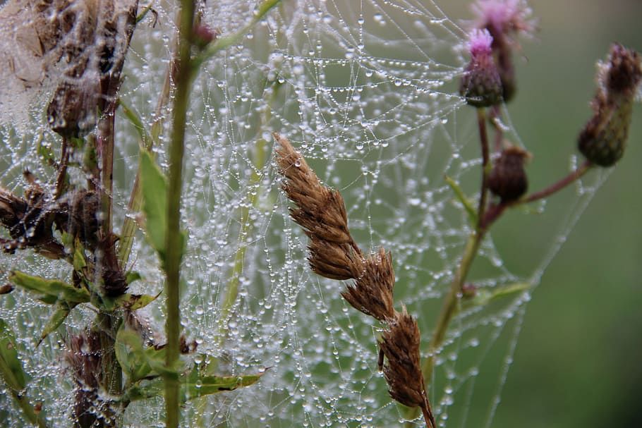 drops, web, dew, thistle, morning, plant, growth, nature, close-up HD wallpaper