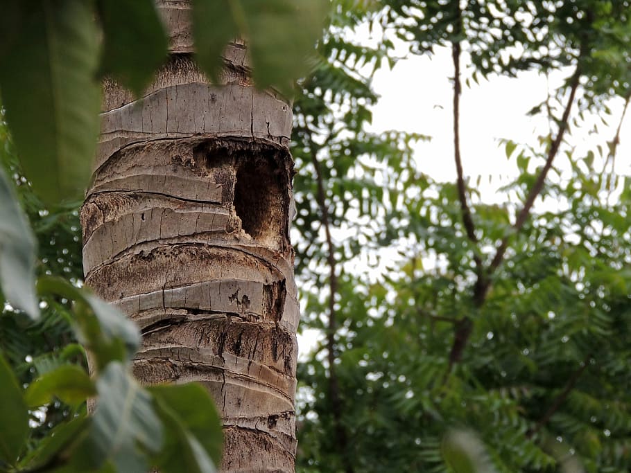Nest, Trunk, Coconut Tree, history, old ruin, ancient, built structure HD wallpaper