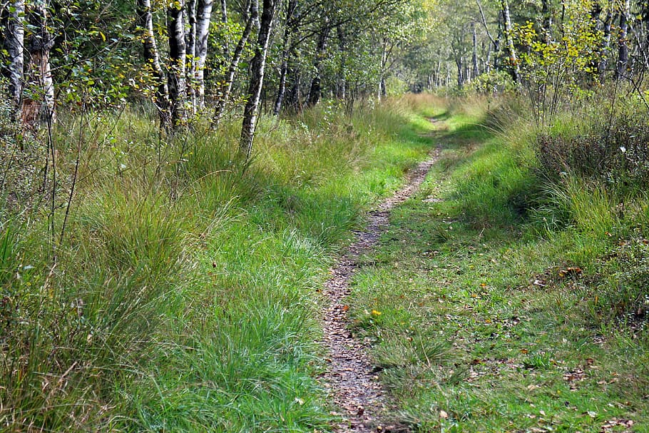 recovery, leisure, away, path, promenade, trail, nature, nature trail HD wallpaper