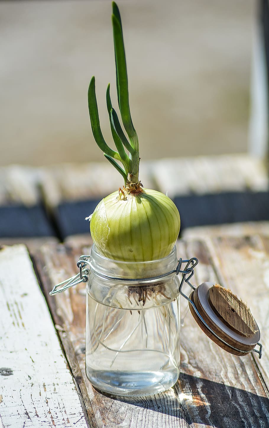 Onion, Chives, Roots, Green, Food, vegetable, summer, blooming HD wallpaper