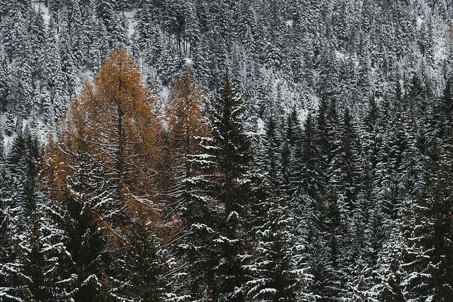 pine trees field, pine trees covered with snow, mountain, woodland HD wallpaper