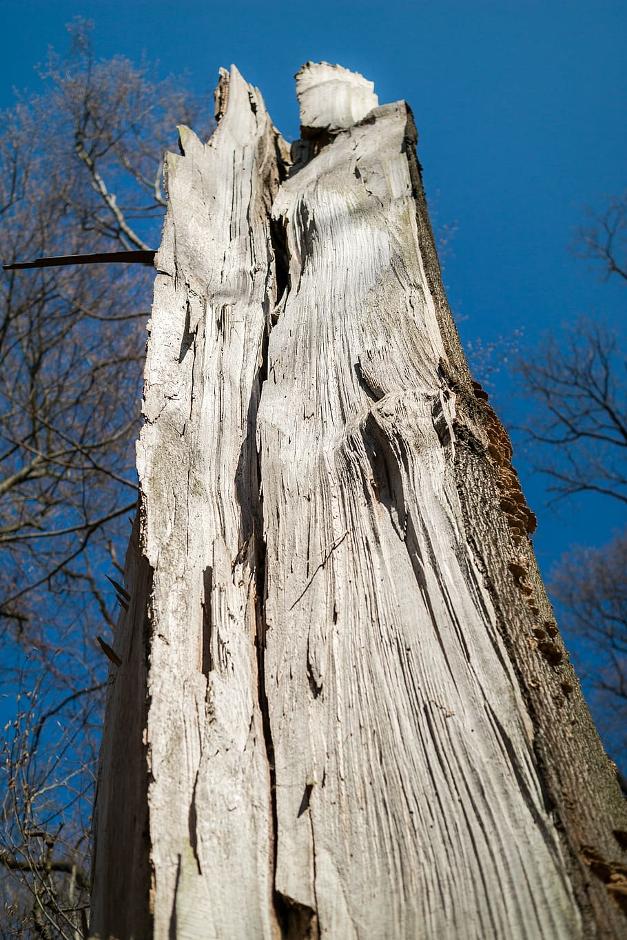 forest, forward, damage, canceled, tree, wood, devastation HD wallpaper