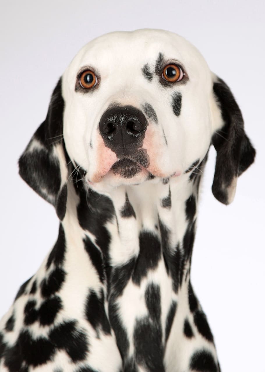 adult white and black dalmatian, dog, dalmatians, animal portrait, HD wallpaper