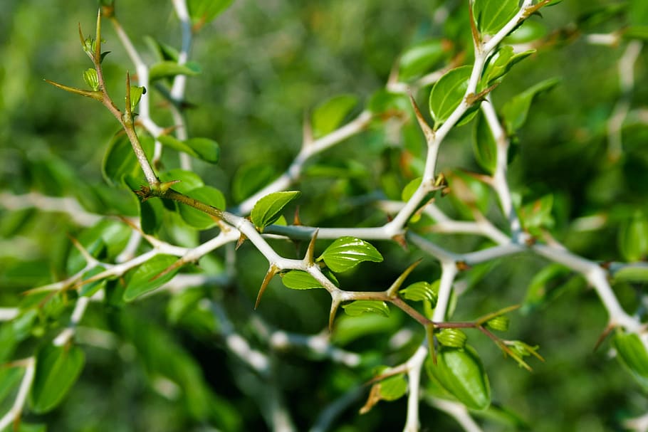 Barb, Flora, Green, Leaf, Nature, Needle, plant, sharp, spike HD wallpaper