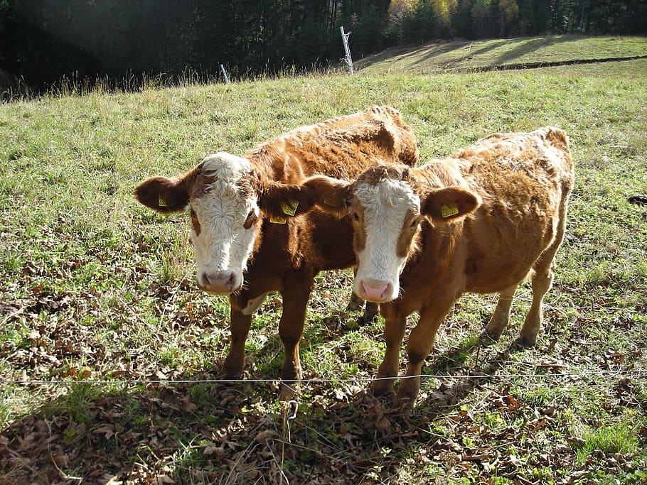 cows, animals, beef, mammal, animal themes, livestock, domestic animals HD wallpaper