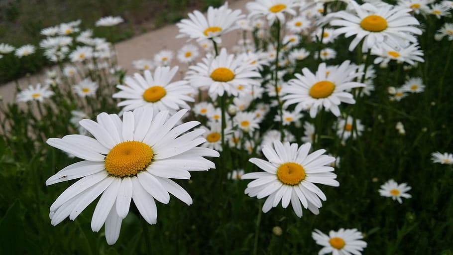flowers, white, spring, flowering plant, freshness, vulnerability HD wallpaper