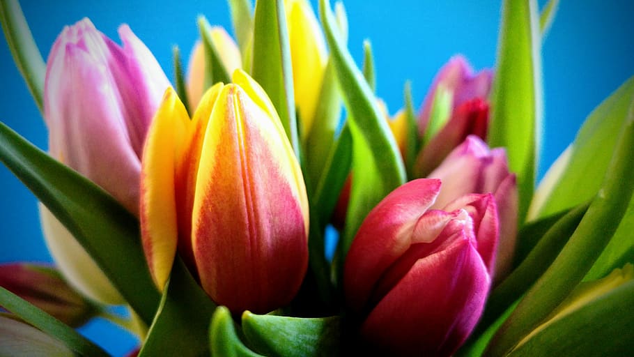 tulip, nature, plant, easter, sheet, season, flowers, color HD wallpaper