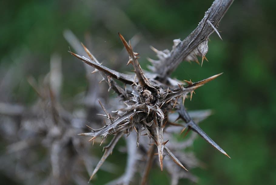 thorn, dead, plant, nature, close-up, focus on foreground, day HD wallpaper