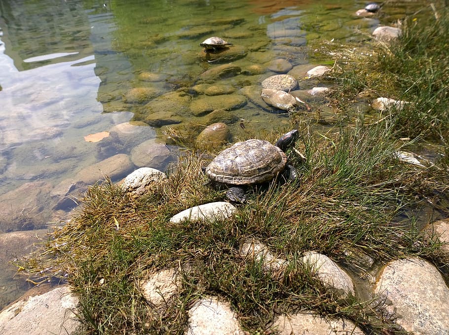 snapper, turtle, snapping, reptile, aquatic, shell, animal HD wallpaper