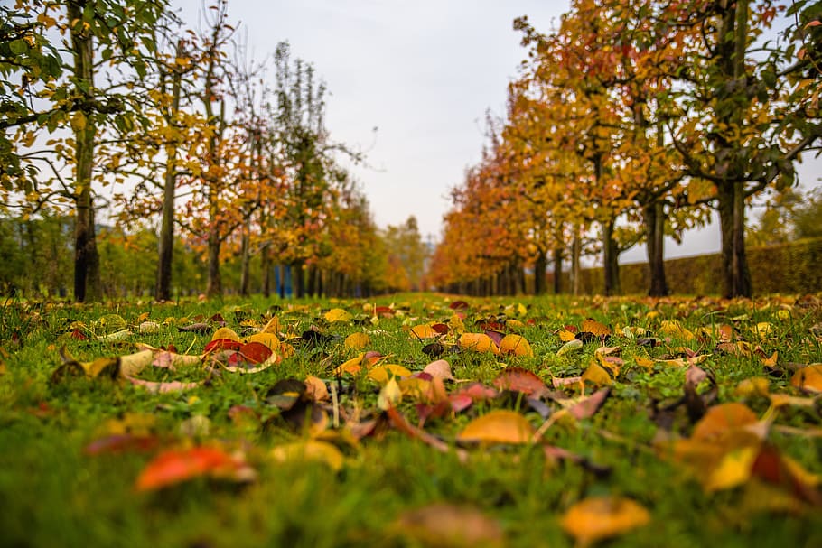 yellow tree lot, autumn, leaves, fall foliage, leaf, golden autumn HD wallpaper