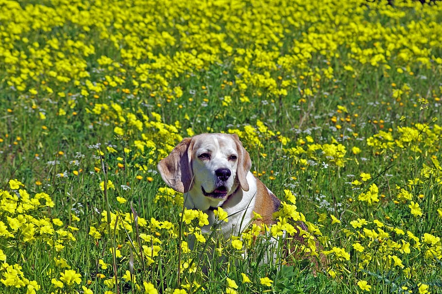 beagle, dog, snuff, hound, friend, elderly, old, portrait, nose HD wallpaper