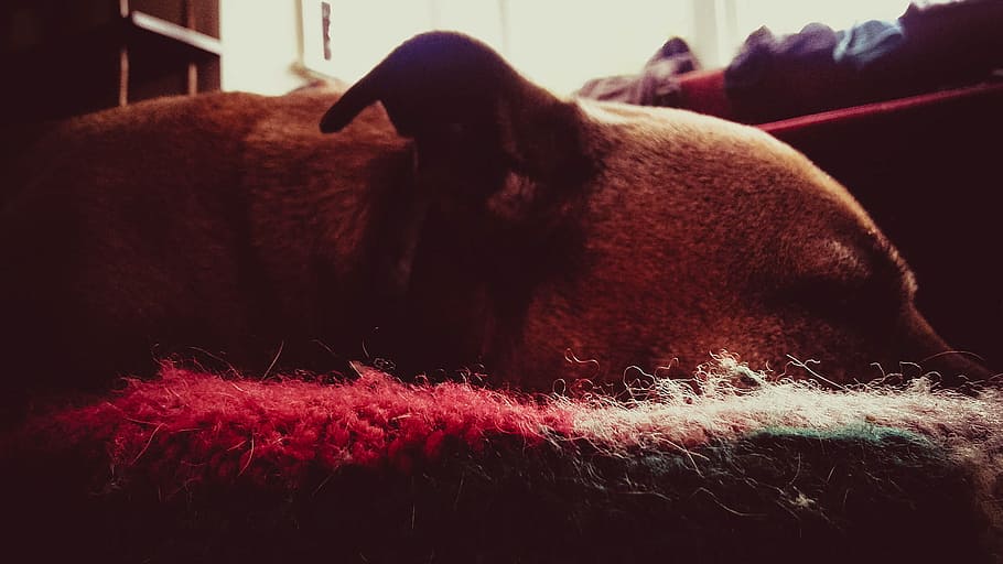 Dog on Area Mat, adorable, animal, back light, bed, blanket, blur