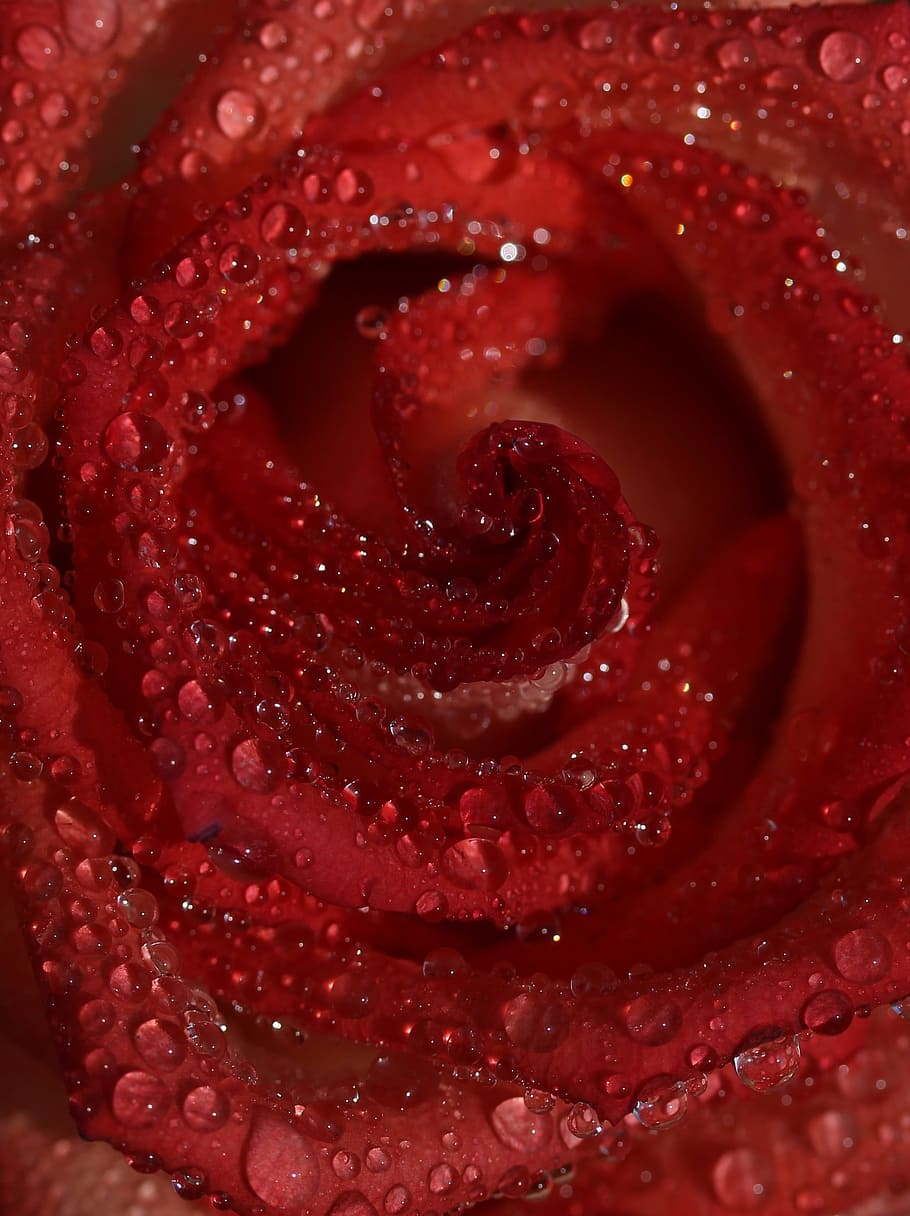 rose, red, wet, drops, flower, freshness, close-up, food, berry fruit HD wallpaper