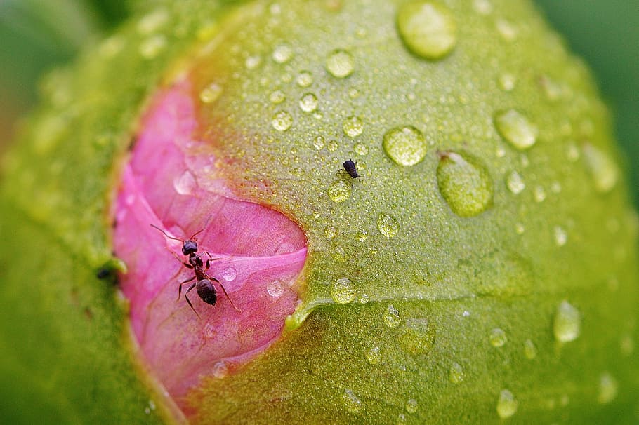 Peony, Ants, Drip, Raindrop, bud, nature, freshness, close-up HD wallpaper