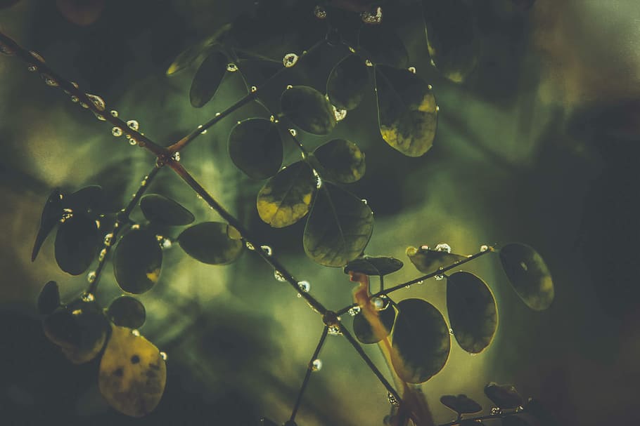 water, plant, leaves, tree, grow, growth, macro, rain, wet, leaf HD wallpaper