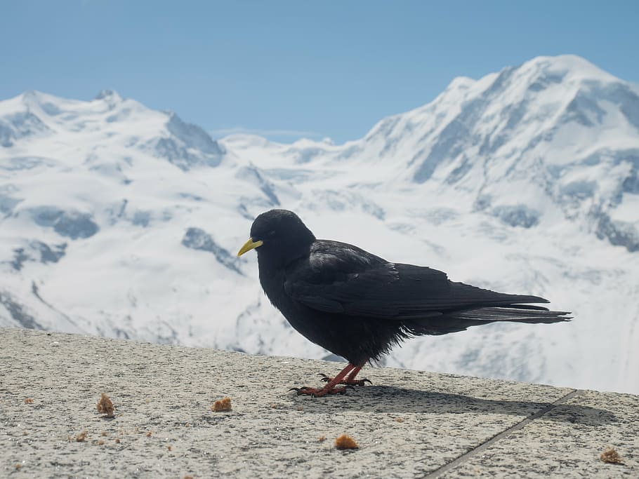 chough, jackdaw, bergdohle, bird, switzerland, valais, mountains, HD wallpaper