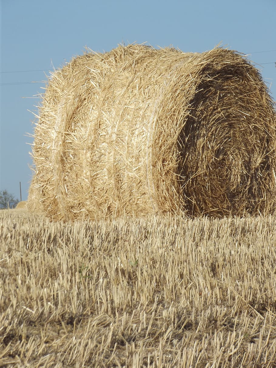 Chaudhary, Hay, Summer, agriculture, bale, harvesting, field, HD wallpaper