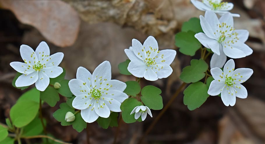 rue anemone, grouping, wildflower, blossom, bloom, nature, plant, HD wallpaper