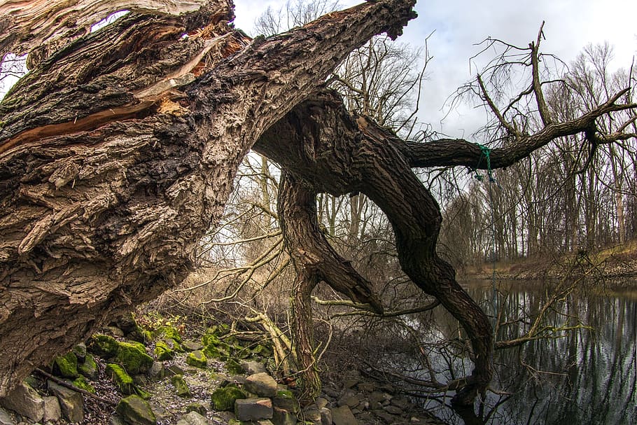 Tree, Aue, Water, Bank, Aesthetic, landscape, day, no people HD wallpaper