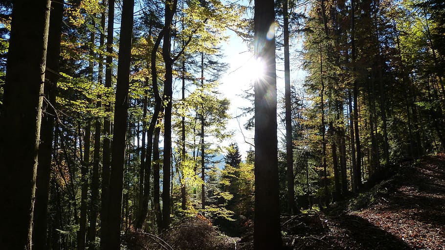 hike, trees, landscape, forest, nature, sunny day, autumn, colorful HD wallpaper