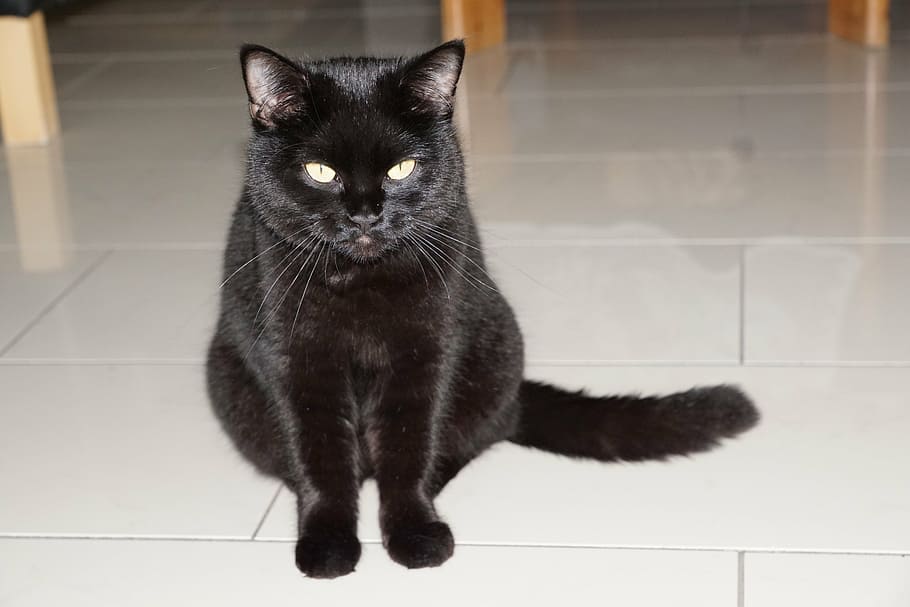 cat, black, sit, animal, pet, full, barsik, fur, velvet, ground HD wallpaper