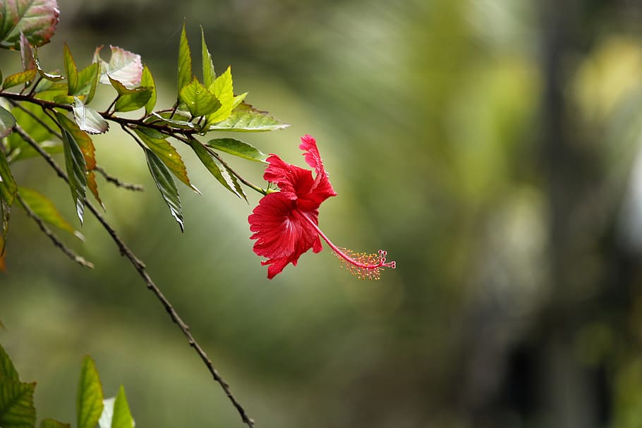 Hibiscus, Hibiscus Rosasinensis, red hibiscus, flower, garden, HD wallpaper