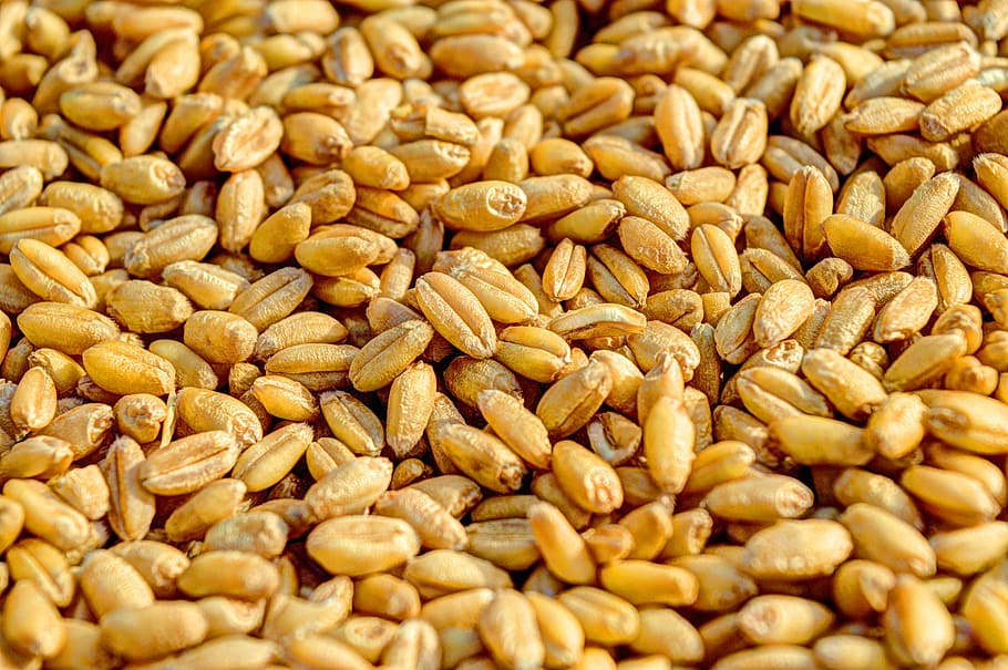 wheat grain, agriculture, seed, crop, food, golden, harvest, nature